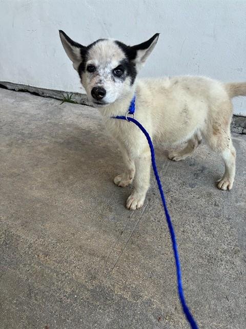 ALAN - Siberian Husky available for adoption