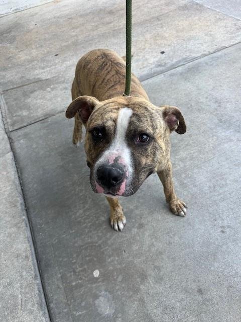 GUS - American Bulldog available for adoption