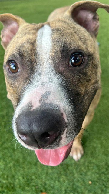 GUS - American Bulldog available for adoption