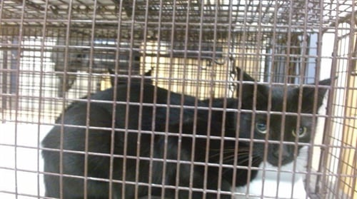 AZULA - Domestic Short Hair available for adoption