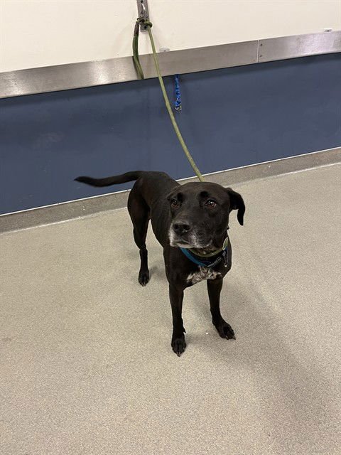 KYLEE - Labrador Retriever available for adoption