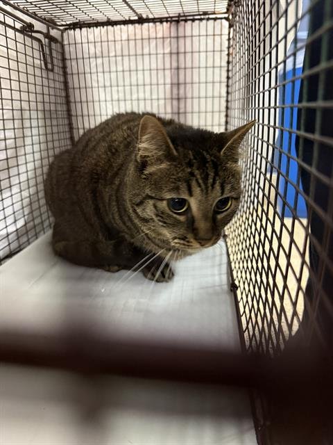 NEFERTITI - Domestic Short Hair available for adoption