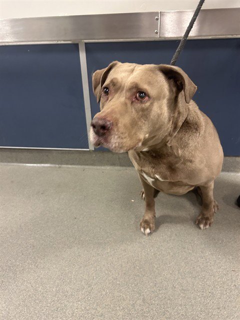 SIENNA - American Bulldog available for adoption