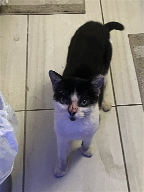 LALA Image