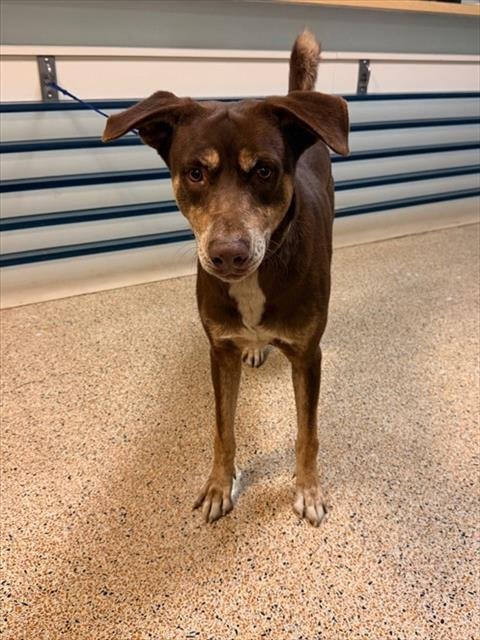 NINO - Australian Kelpie available for adoption