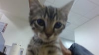 BROWNIE - Photo 1