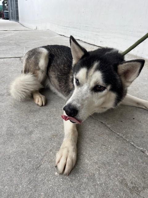 CHIP - Siberian Husky available for adoption