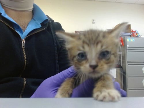 UPI - Domestic Short Hair available for adoption