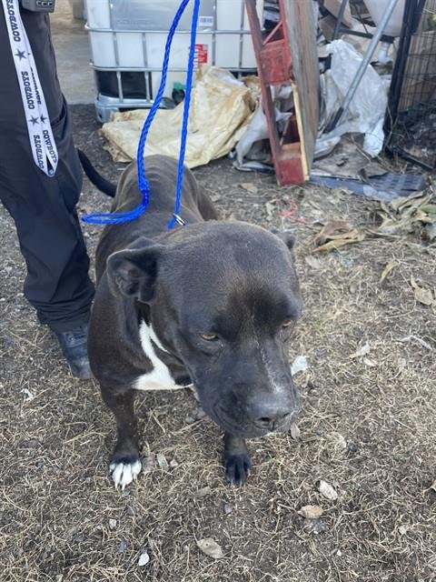 BELLA - American Bulldog available for adoption