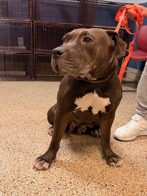 LOLA - American Bulldog available for adoption