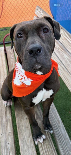 LOLA - American Bulldog for adoption in Miami