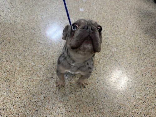 SKITTLES - French Bulldog available for adoption