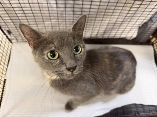 MIRELLA - Domestic Short Hair available for adoption