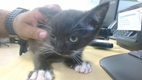 KATTY - Domestic Short Hair available for adoption