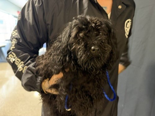 TIGER - Yorkshire Terrier Yorkie available for adoption