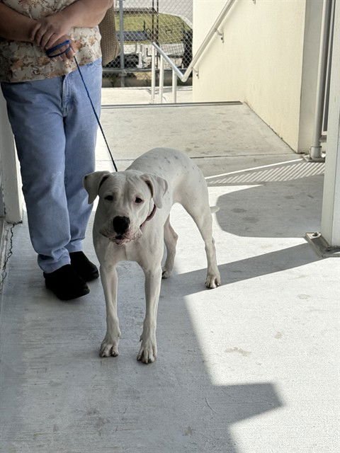 SUNSHINE - Dogo Argentino available for adoption