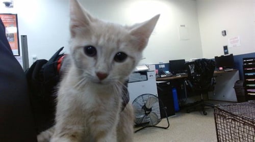 NRIVER - Domestic Short Hair available for adoption
