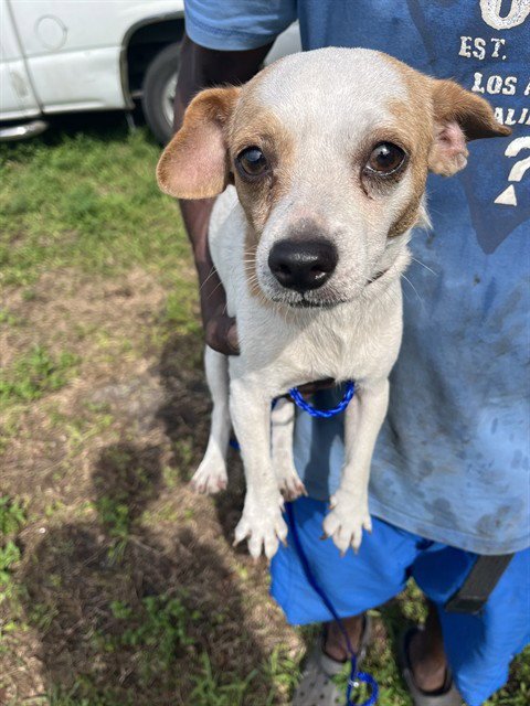 LITTLE MAN - Chihuahua available for adoption