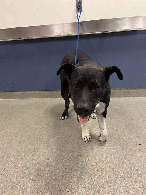 SWEETIE - Labrador Retriever available for adoption