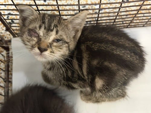 MINA - Domestic Short Hair available for adoption