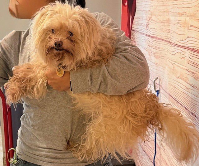 BOBY - Maltese available for adoption