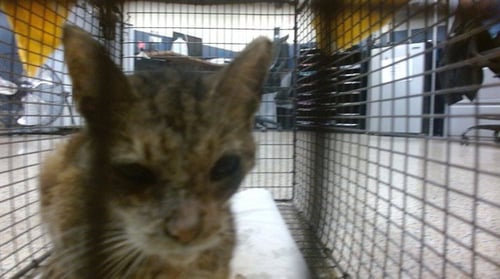 PAPO - Domestic Short Hair available for adoption
