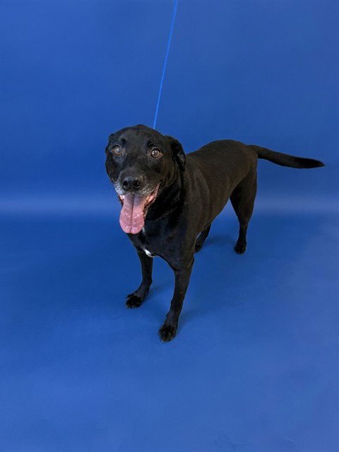 TOBY - Labrador Retriever available for adoption