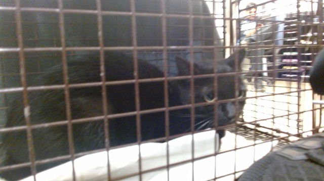 TWINKLE - Domestic Short Hair available for adoption