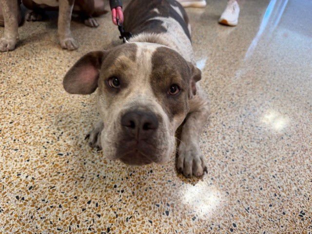 WINNIE - Bulldog available for adoption