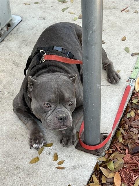 DOZER - Pit Bull Terrier available for adoption