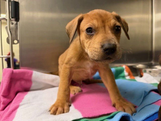 TROY - Labrador Retriever available for adoption