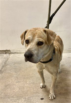 FLOWER - Labrador Retriever available for adoption