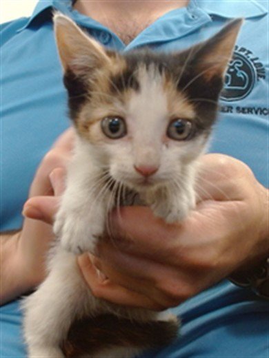 EVELYN - Domestic Short Hair available for adoption