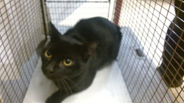 ROCKY - Domestic Short Hair available for adoption