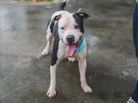 CHICO - Photo 1
