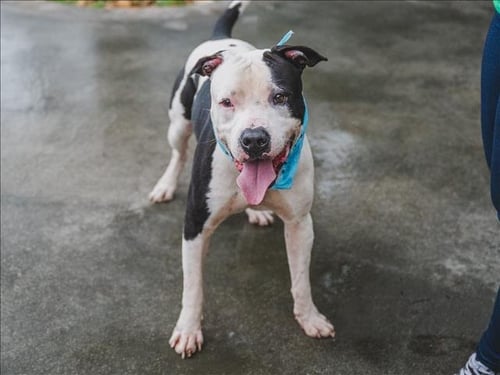 CHICO - American Bulldog available for adoption