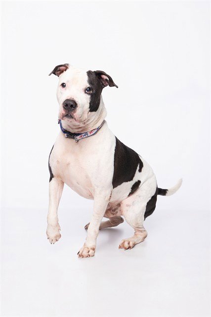 CHICO Image