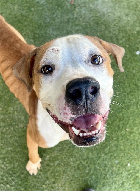 MOOSE - American Bulldog available for adoption