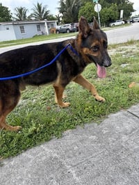 BRUCE - Photo 1