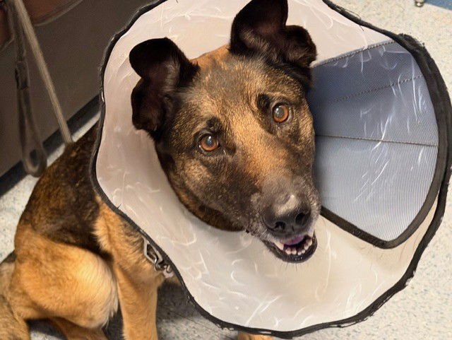 LUNA - Belgian Shepherd Malinois available for adoption