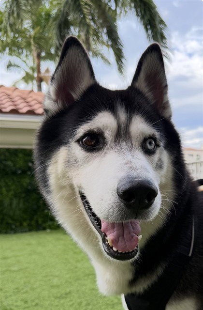 OREO - Siberian Husky available for adoption