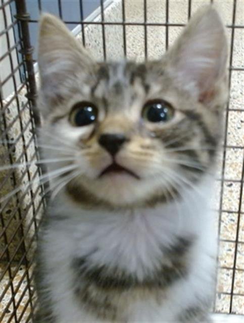 KERMIT - Domestic Short Hair available for adoption