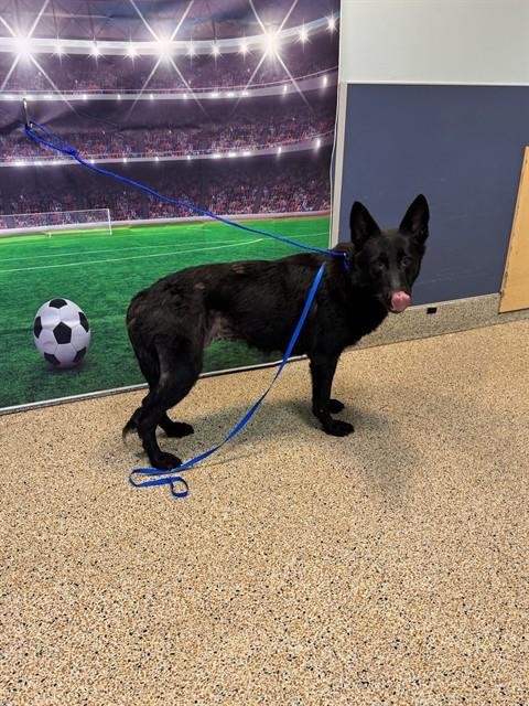 ASHLEY - German Shepherd Dog available for adoption