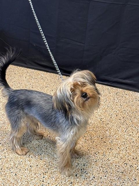 BACKETT - Yorkshire Terrier Yorkie available for adoption