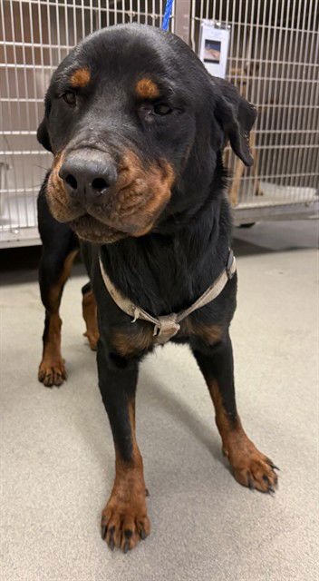 ATHENA - Rottweiler available for adoption