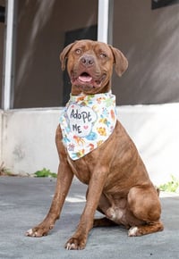 TOPPER - Photo 1