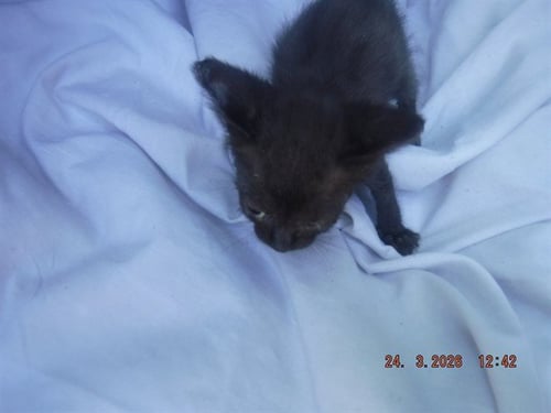 LENOX - Domestic Short Hair available for adoption