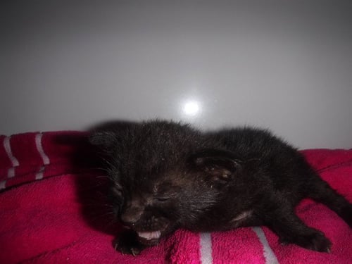 A2823720 - Domestic Short Hair available for adoption