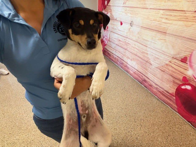 MARSHALL - Miniature Pinscher / Rat Terrier available for adoption