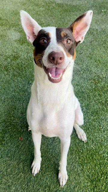ANA - Terrier available for adoption